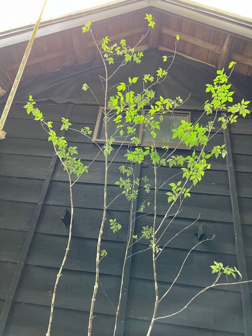 300 山採り　アオダモ