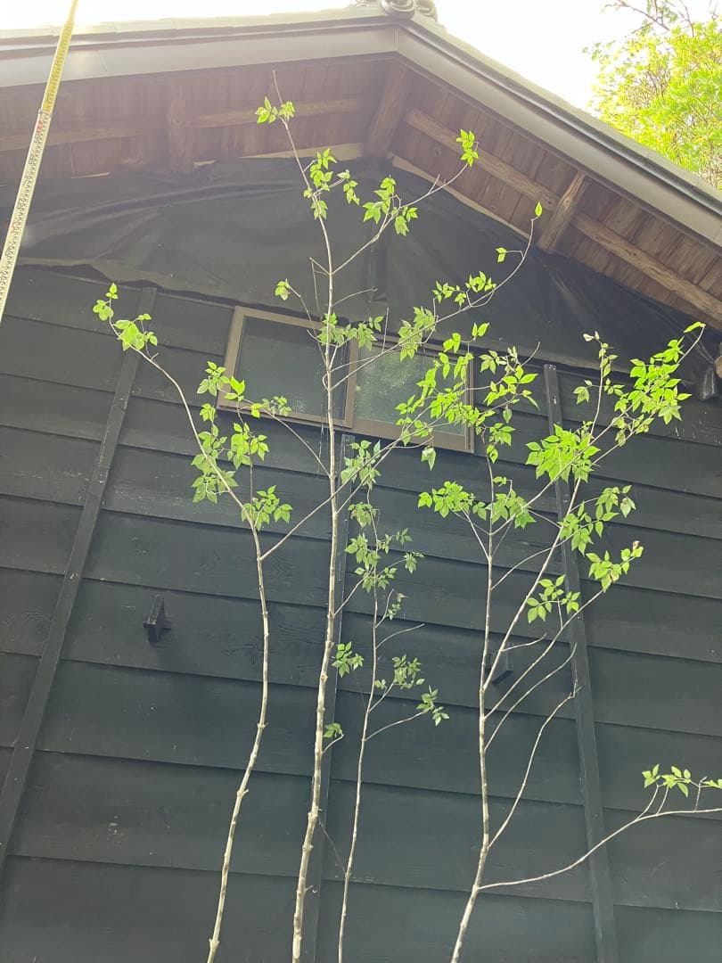 300 山採り　アオダモ