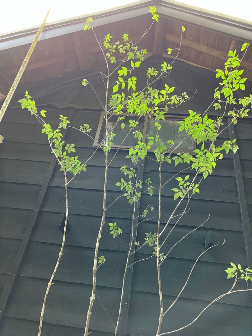 300 山採り　アオダモ