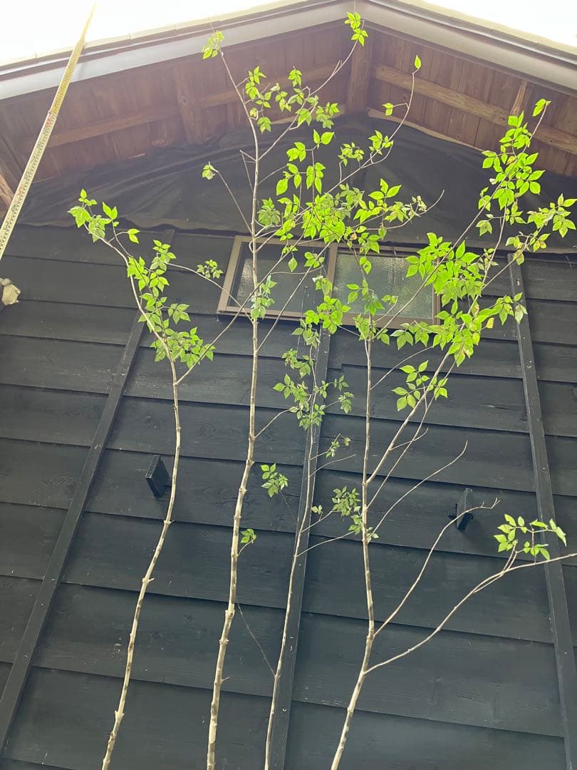 300 山採り　アオダモ