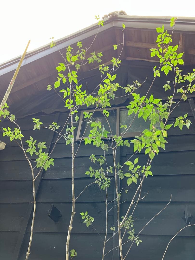 300 山採り　アオダモ