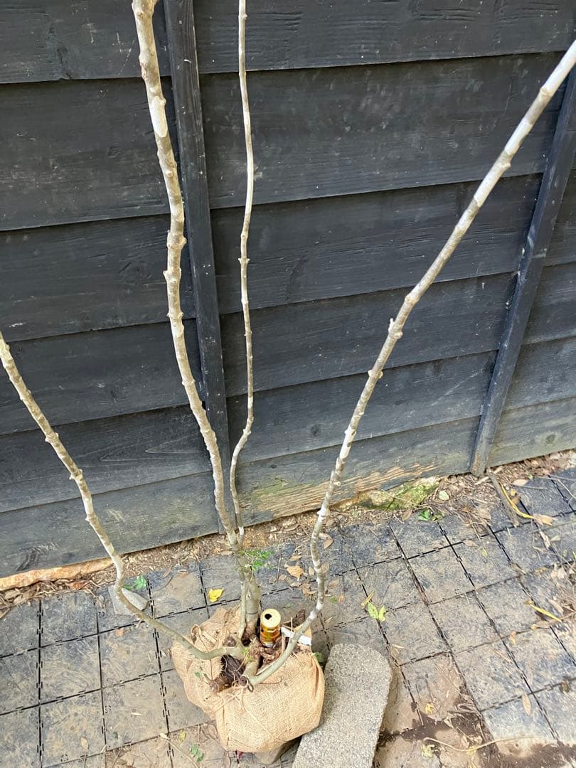 300 山採り　アオダモ