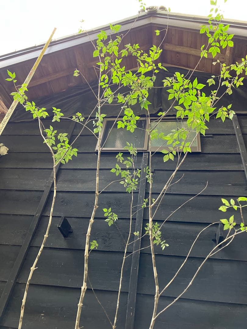 300 山採り　アオダモ