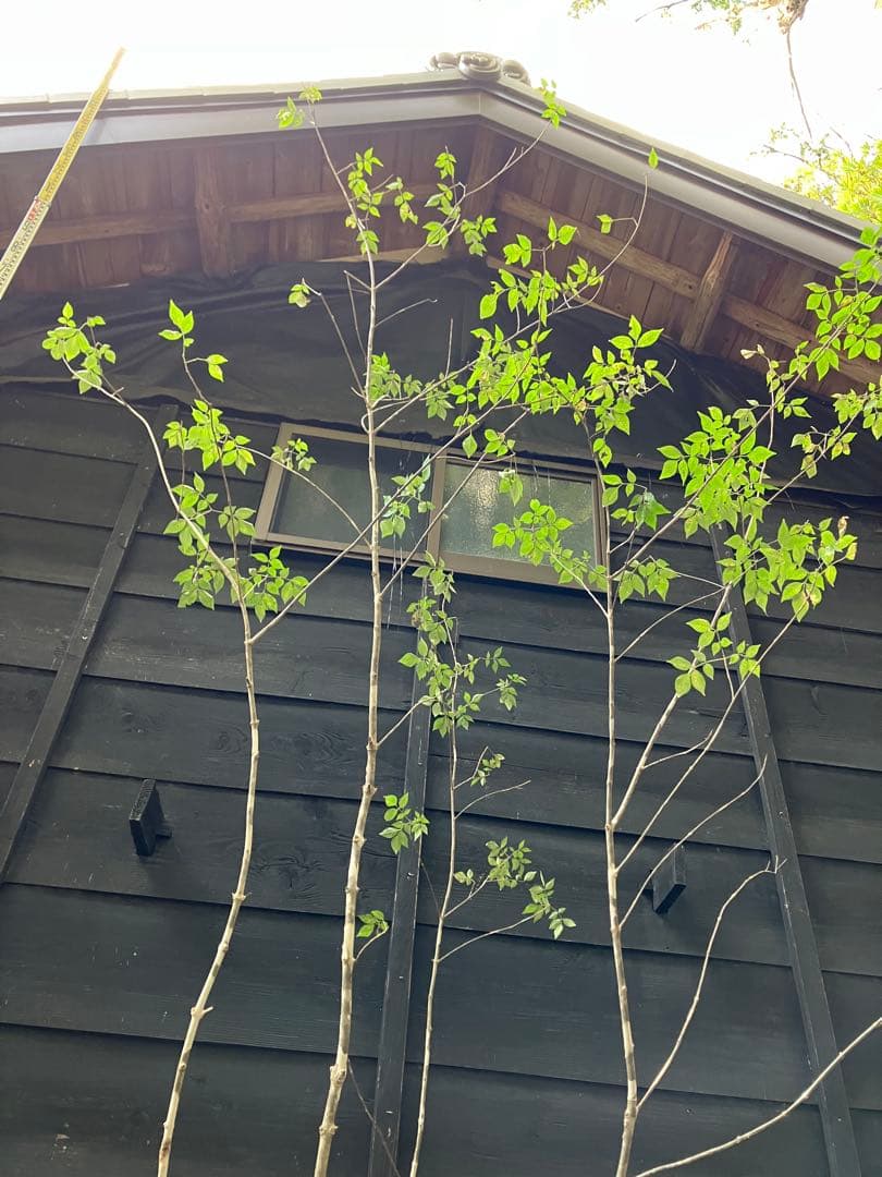 300 山採り　アオダモ