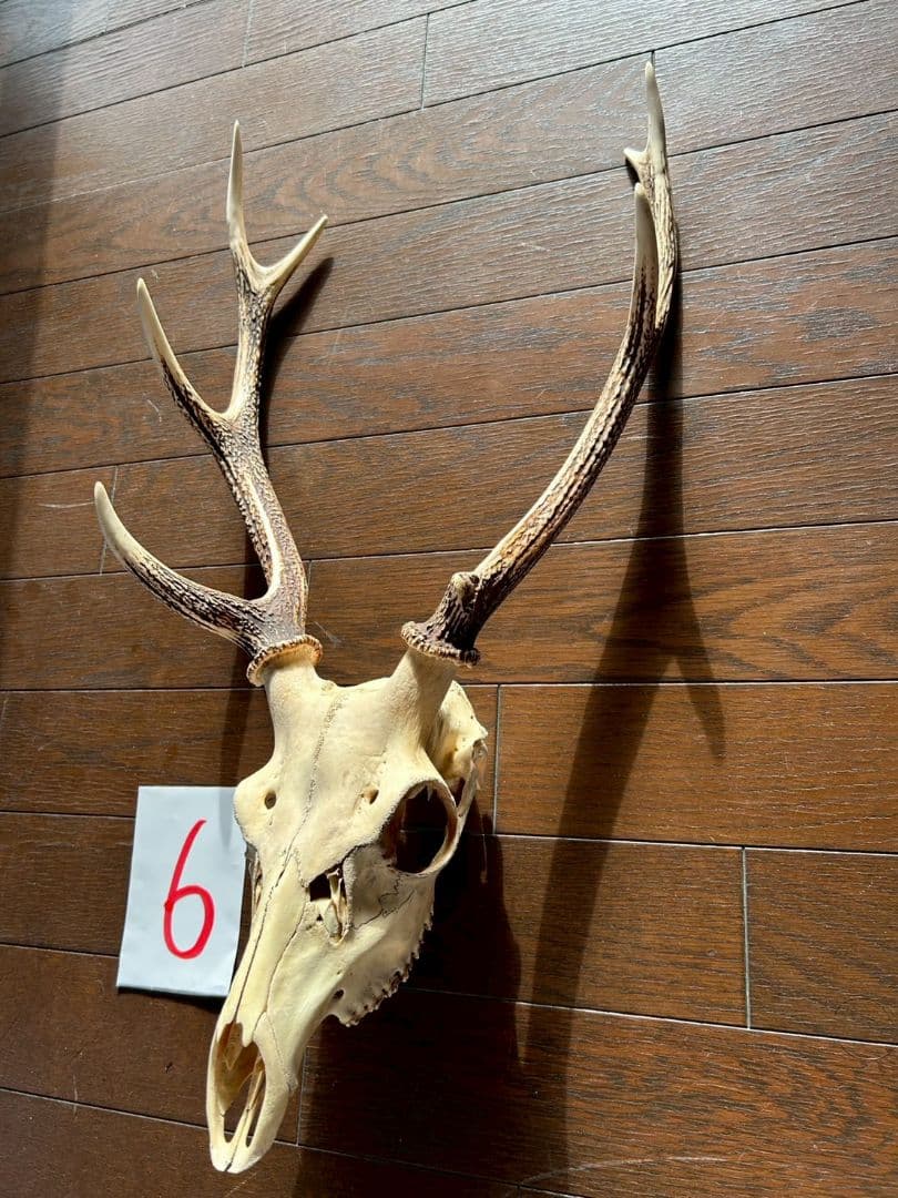 ⑥[1点もの] ハンティングトロフィー　鹿の角　頭蓋骨　日本鹿　スカル