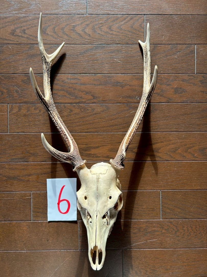 ⑥[1点もの] ハンティングトロフィー　鹿の角　頭蓋骨　日本鹿　スカル