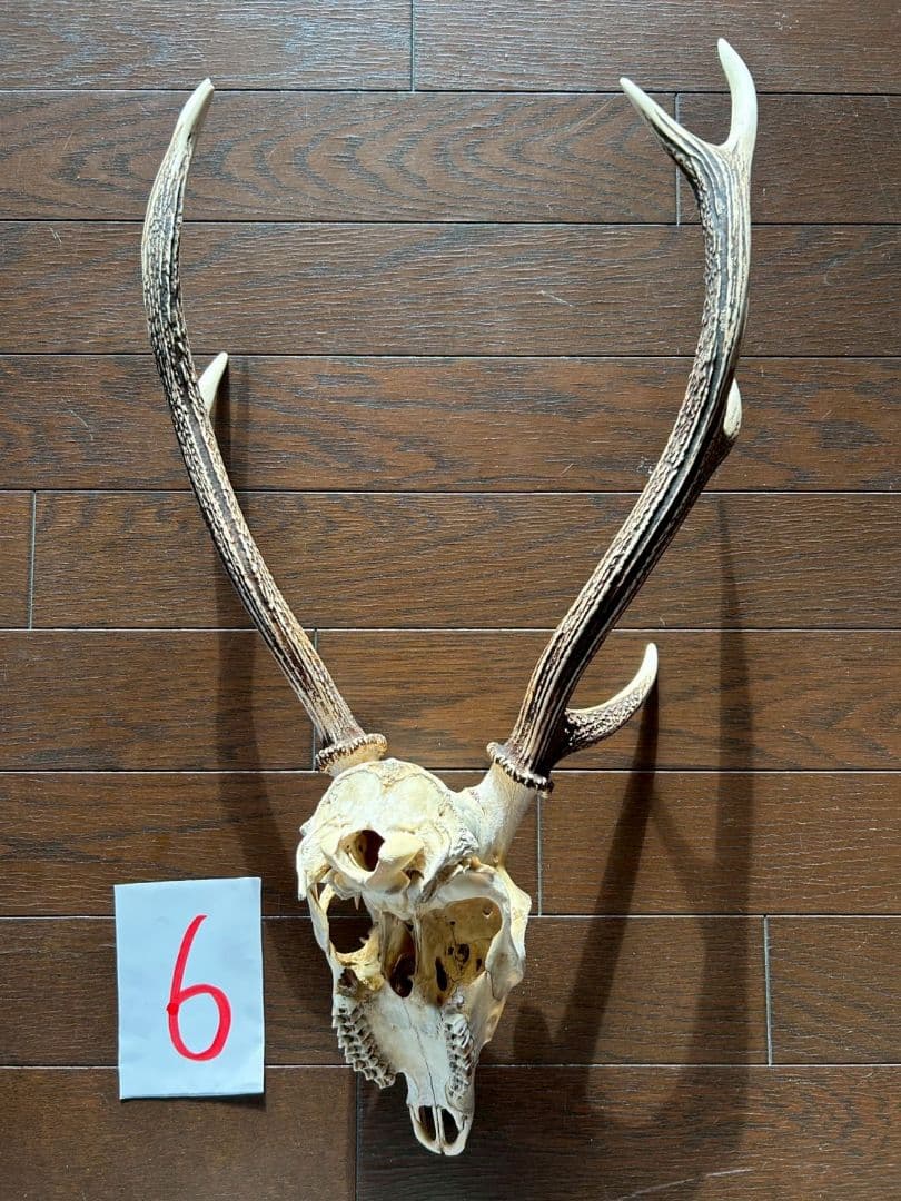 ⑥[1点もの] ハンティングトロフィー　鹿の角　頭蓋骨　日本鹿　スカル