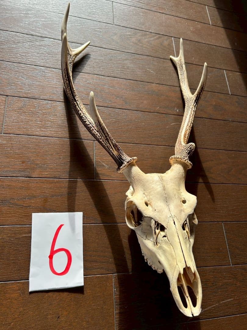 ⑥[1点もの] ハンティングトロフィー　鹿の角　頭蓋骨　日本鹿　スカル