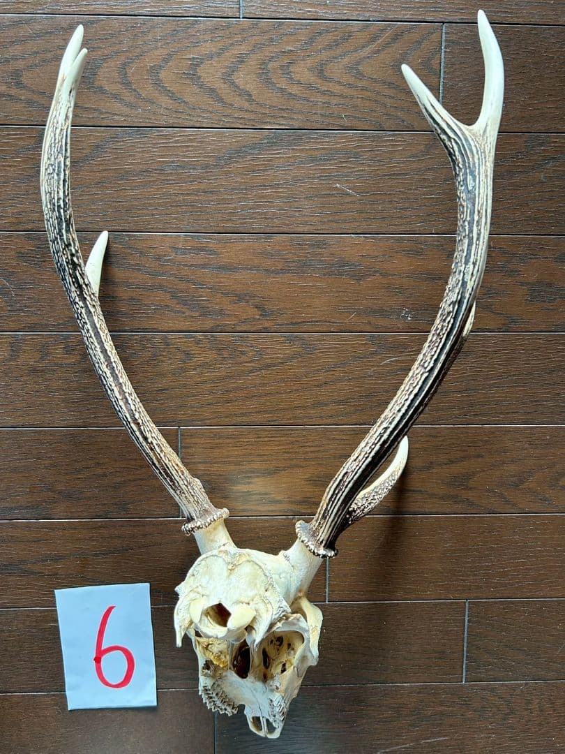 ⑥[1点もの] ハンティングトロフィー　鹿の角　頭蓋骨　日本鹿　スカル