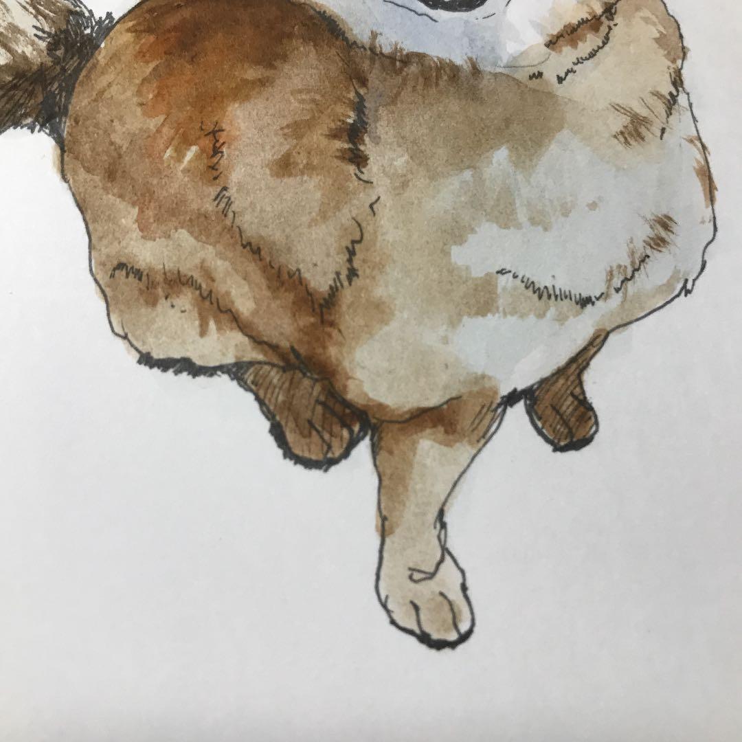 柴犬 犬 ドローイング 水彩画 ペン画 動物 インテリア 絵画 原画 イヌ