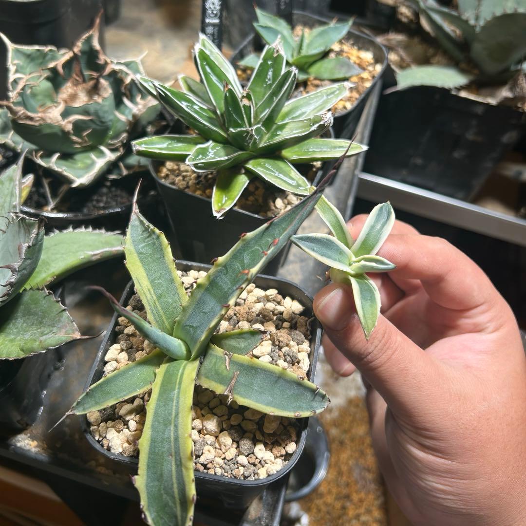 アガベ　スカブラ錦×笹の雪錦×ブラットスポット×メリコ錦　錦セット　まとめ買い