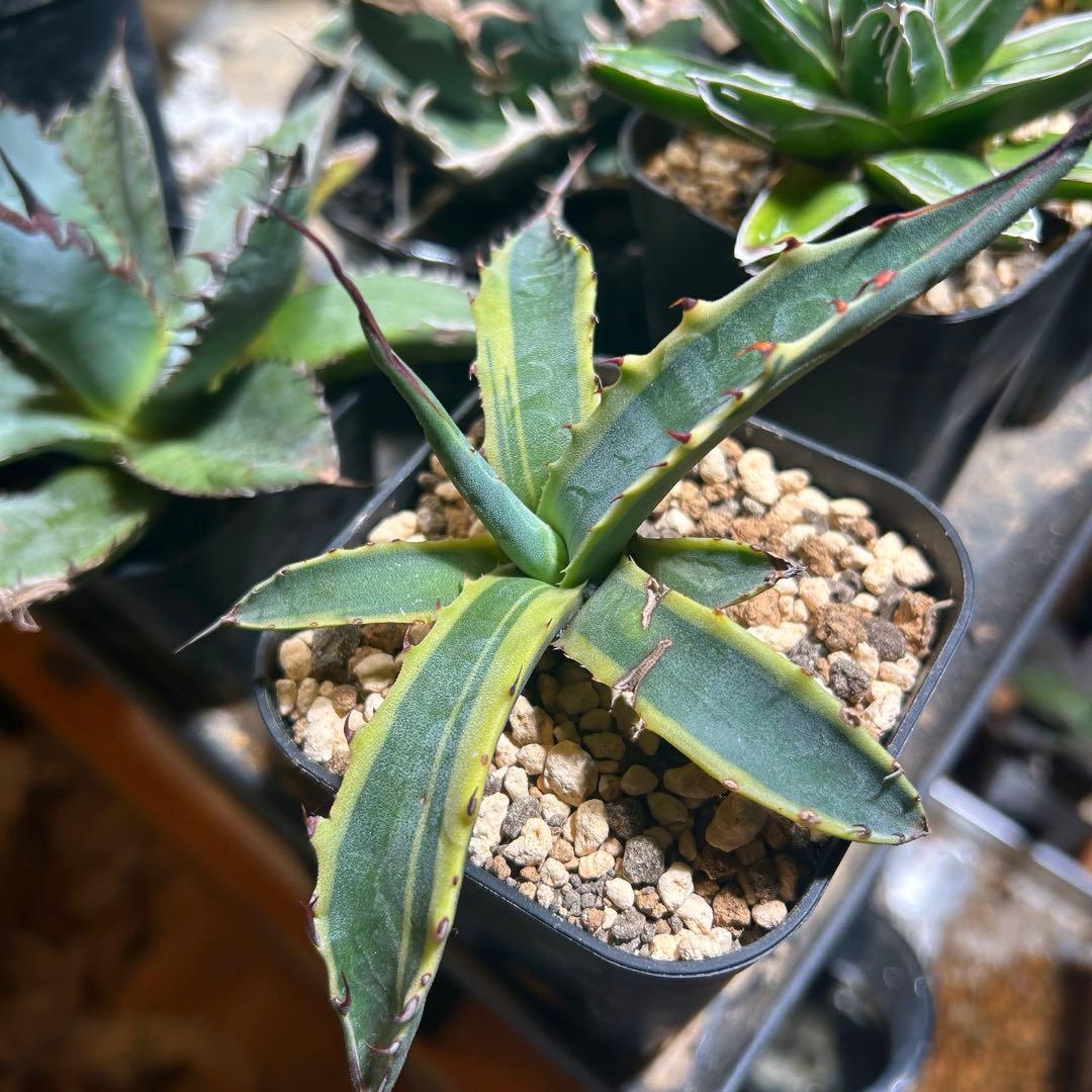 アガベ　スカブラ錦×笹の雪錦×ブラットスポット×メリコ錦　錦セット　まとめ買い