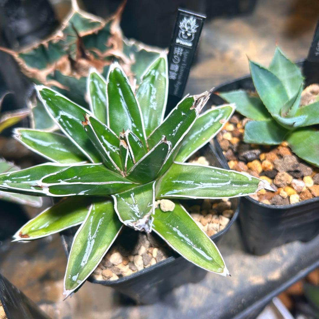 アガベ　スカブラ錦×笹の雪錦×ブラットスポット×メリコ錦　錦セット　まとめ買い