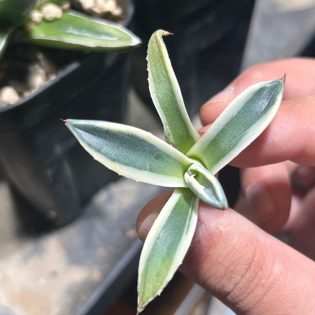 アガベ　スカブラ錦×笹の雪錦×ブラットスポット×メリコ錦　錦セット　まとめ買い