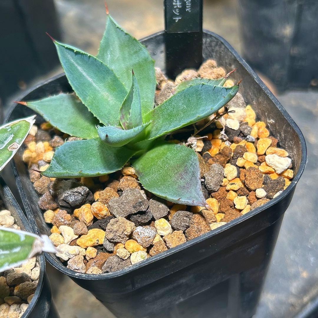 アガベ　スカブラ錦×笹の雪錦×ブラットスポット×メリコ錦　錦セット　まとめ買い