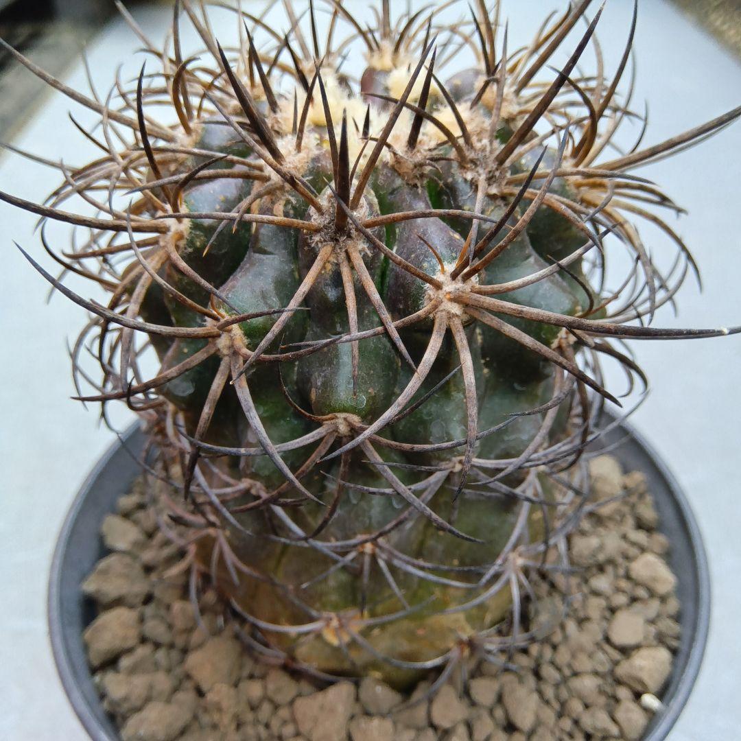 【特大苗】グリセオビオラセア栗星玉自根国内繁殖苗コピアポア（黒王丸孤竜丸）