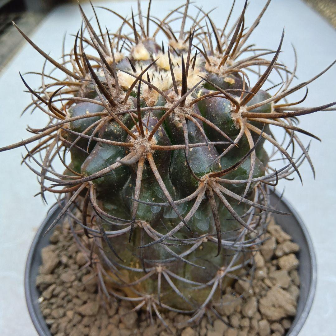 【特大苗】グリセオビオラセア栗星玉自根国内繁殖苗コピアポア（黒王丸孤竜丸）