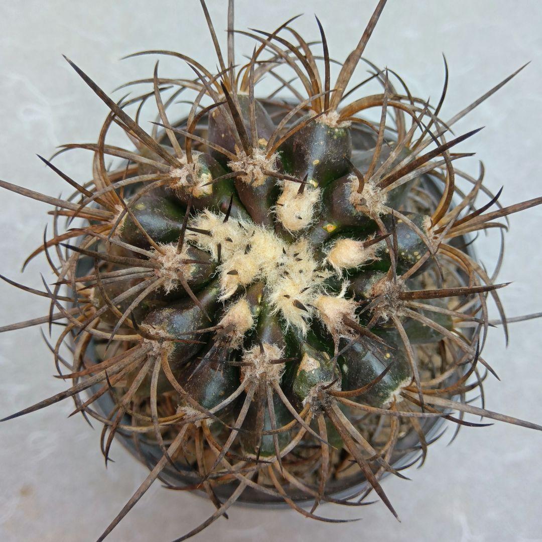 【特大苗】グリセオビオラセア栗星玉自根国内繁殖苗コピアポア（黒王丸孤竜丸）