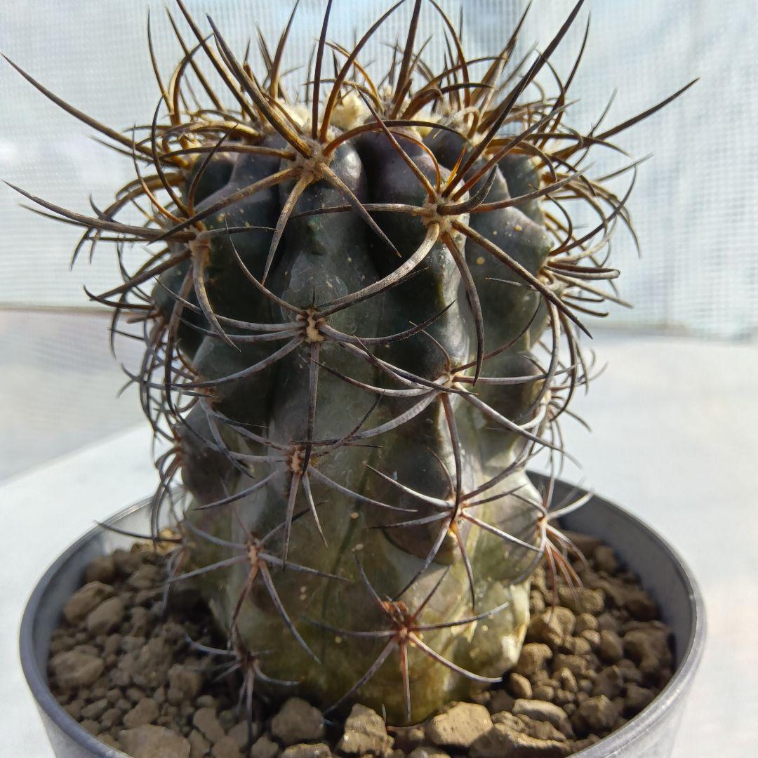 【特大苗】グリセオビオラセア栗星玉自根国内繁殖苗コピアポア（黒王丸孤竜丸）