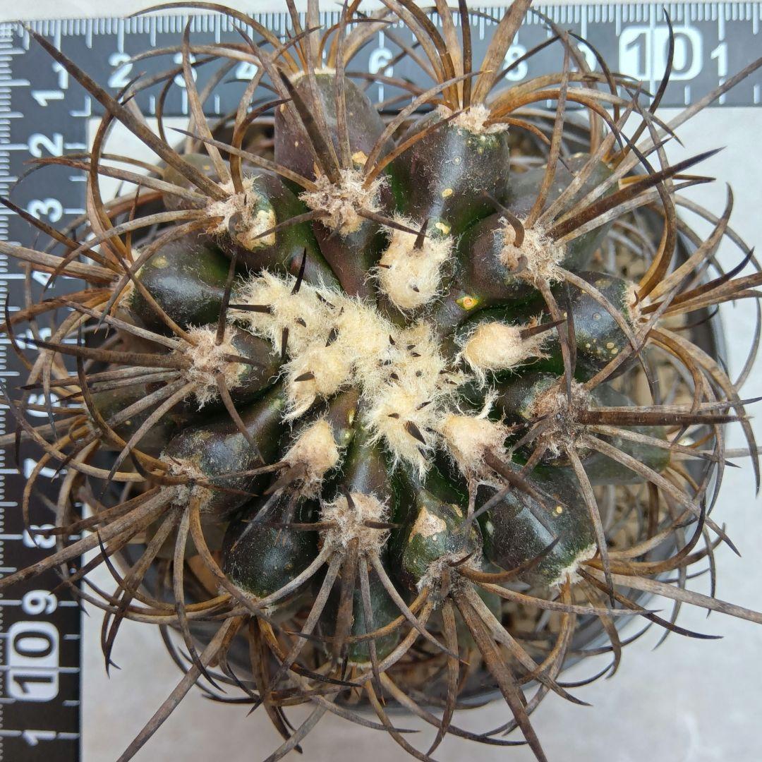 【特大苗】グリセオビオラセア栗星玉自根国内繁殖苗コピアポア（黒王丸孤竜丸）