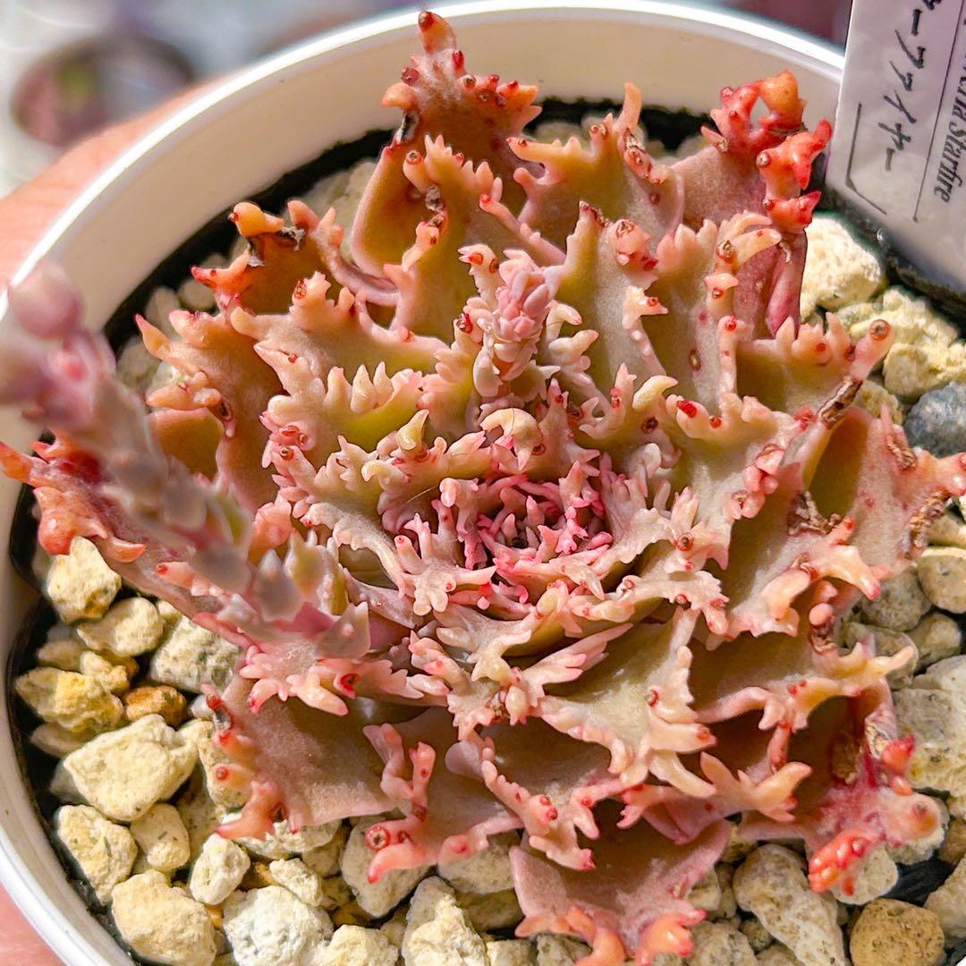 新品種 多肉植物 エケベリア スターファイヤー 超美苗 超レア種