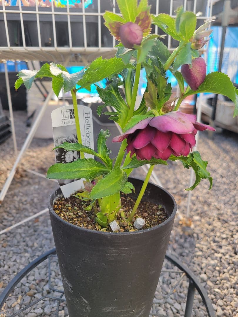 広瀬園芸　クリスマスローズ　ダブル