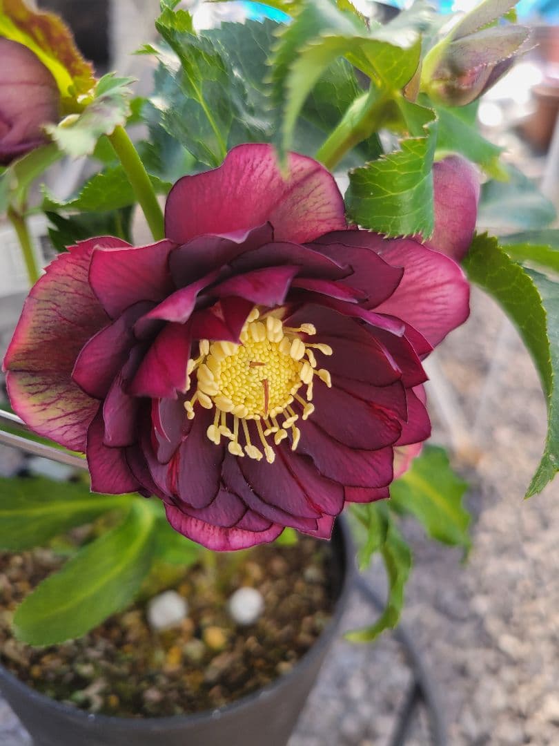 広瀬園芸　クリスマスローズ　ダブル