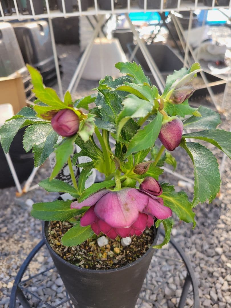 広瀬園芸　クリスマスローズ　ダブル