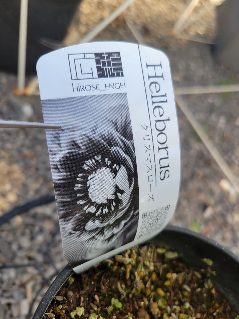 広瀬園芸　クリスマスローズ　ダブル