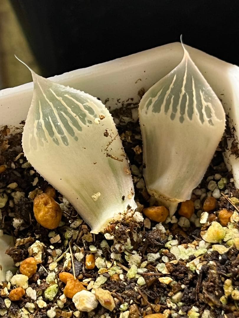 ハオルチア　白蛇伝　葉挿し2枚　発根済み