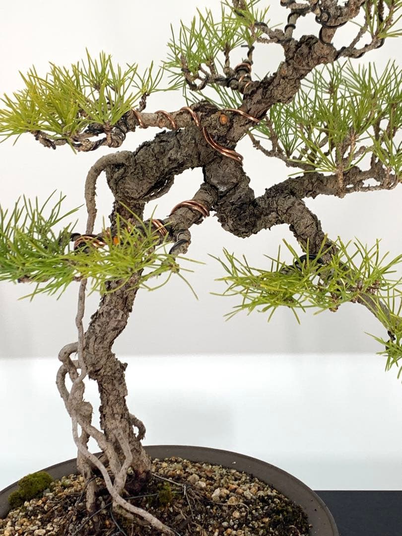 立ち姿抜群の文人黒松 樹高約50cm（検索/赤松五葉松真柏模様木シャリ