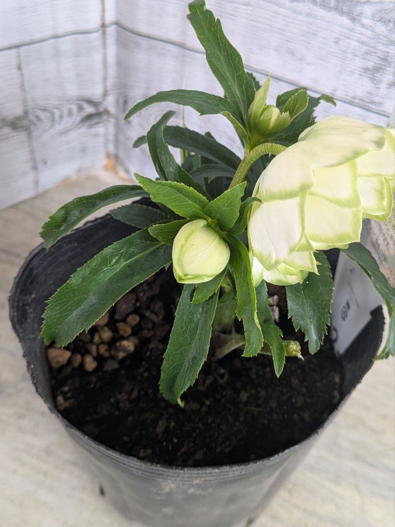 【現品・ポットまま発送】超希少　曽田園芸クリスマスローズ 利休①