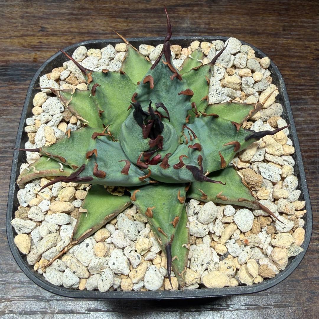 アガベ　【姫厳龍×妖炎】