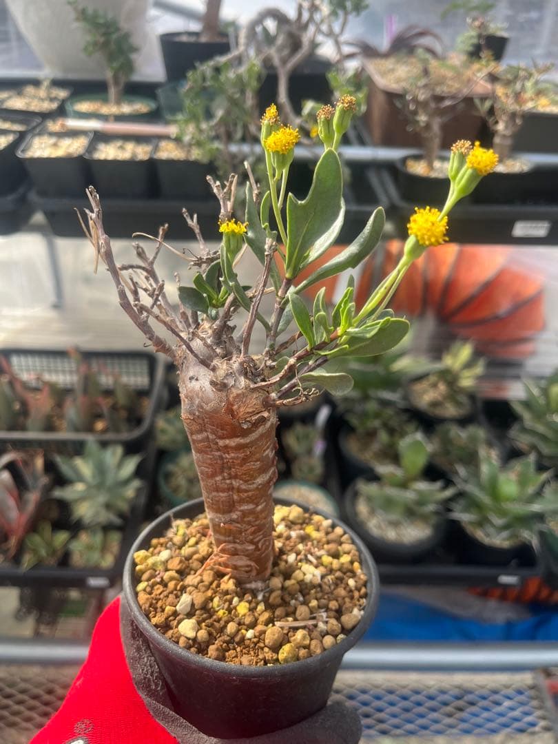 オトンナ ロバタ 当方で2夏越済 鉢ごと発送 - メルカリ