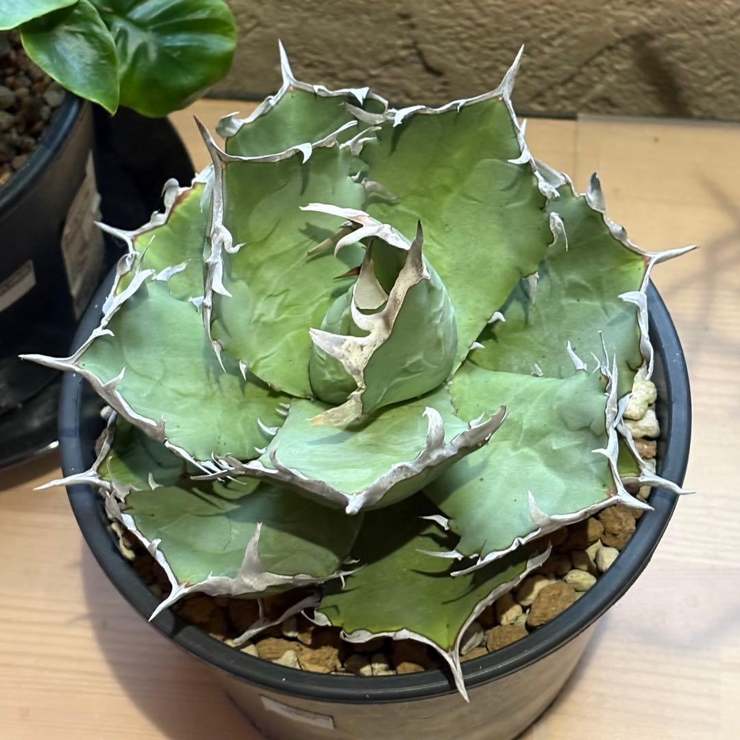 アガベ チタノタ 蟹 crab の親株 )ivory 大白鯊 皇冠 冰雹 アガベ