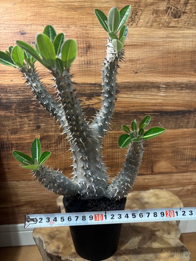 パキポディウム デンシフローラム 実生 大株 - メルカリ