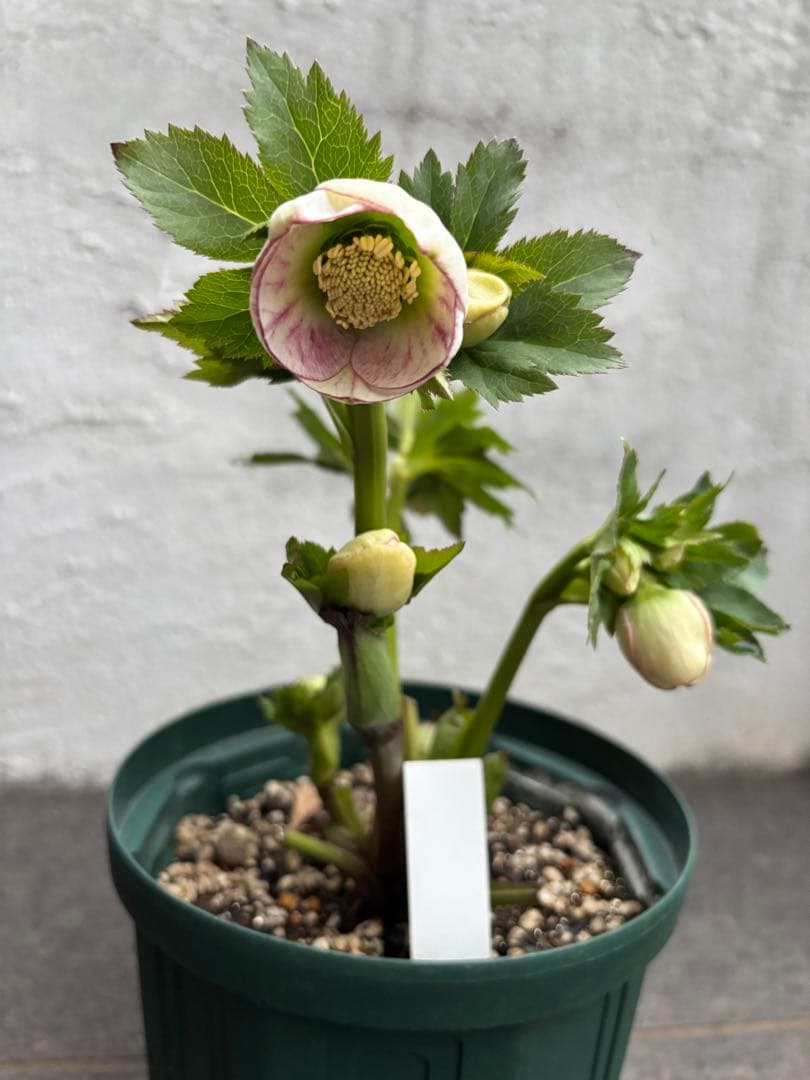 クリスマスローズ パステリッシュストレイン 大和園 - メルカリ