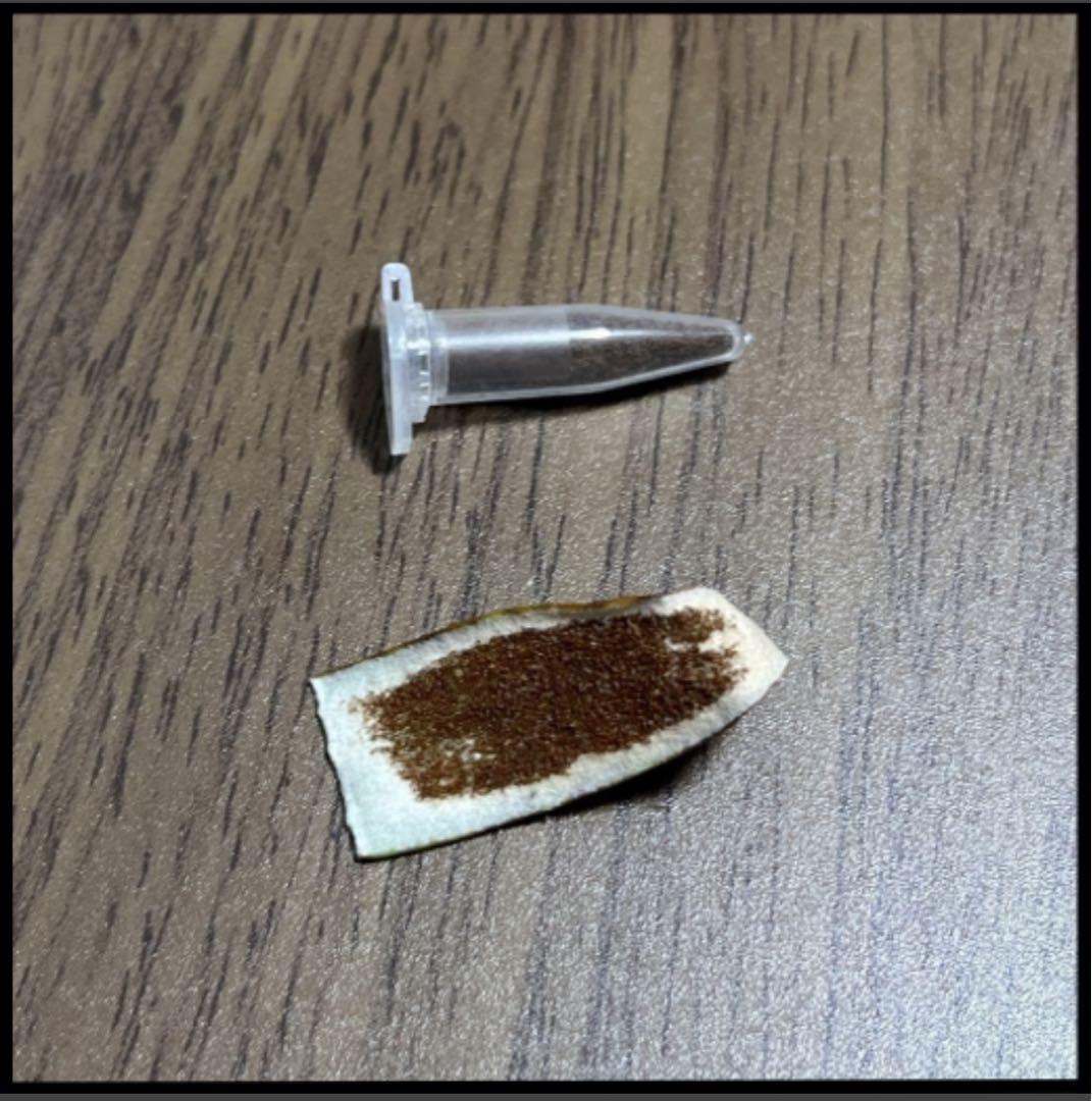 【ビカクシダ】ジェニー(P. willinckii \"Jenny\")胞子