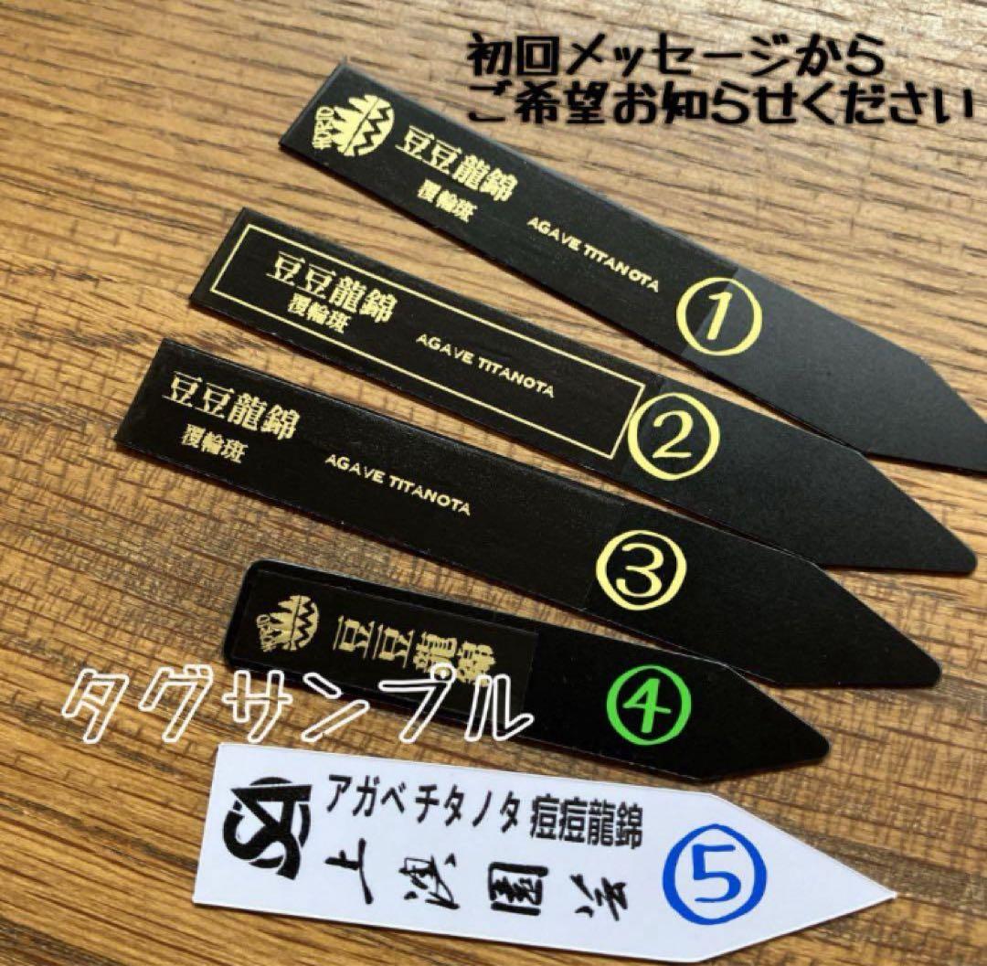 鉢ごと発送】②希少 発根済 安定株 アガべ チタノタ 豆豆龍錦 TC 白