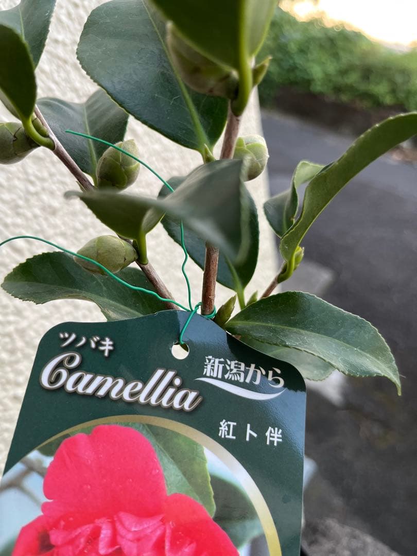 椿 紅ト伴(べにぼくはん）、白侘介金魚葉椿の2種2鉢 蕾沢山 宅急便