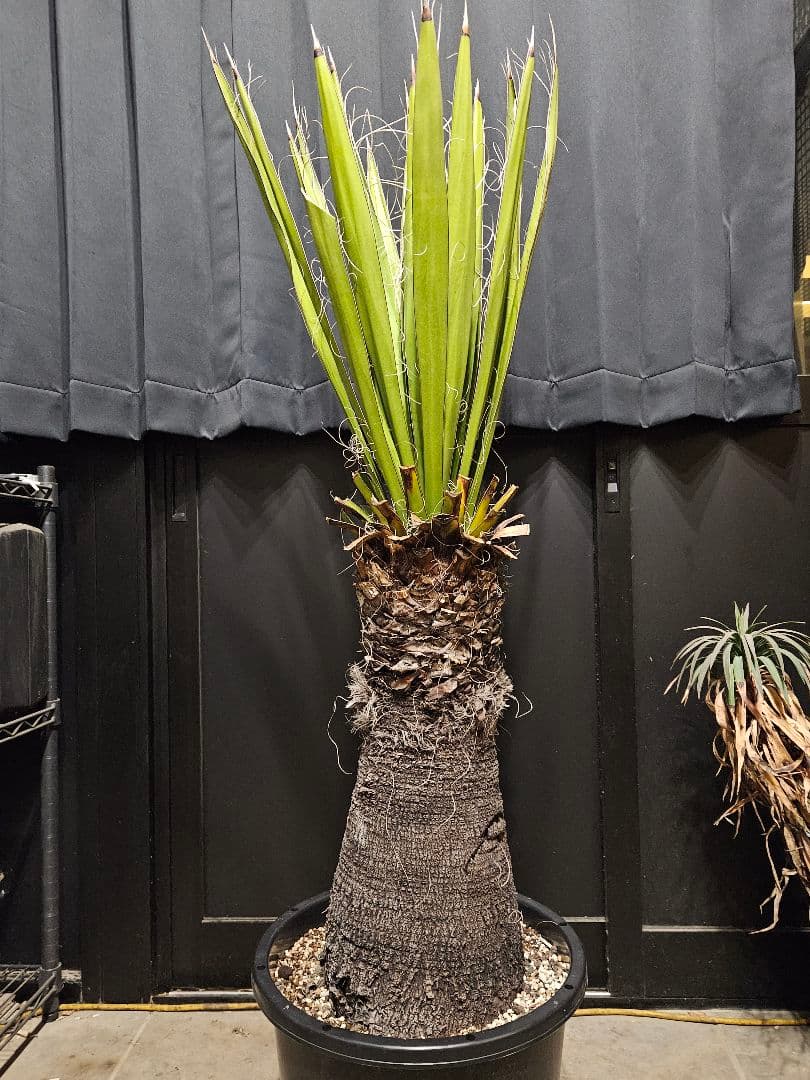 ユッカカルネロサーナ