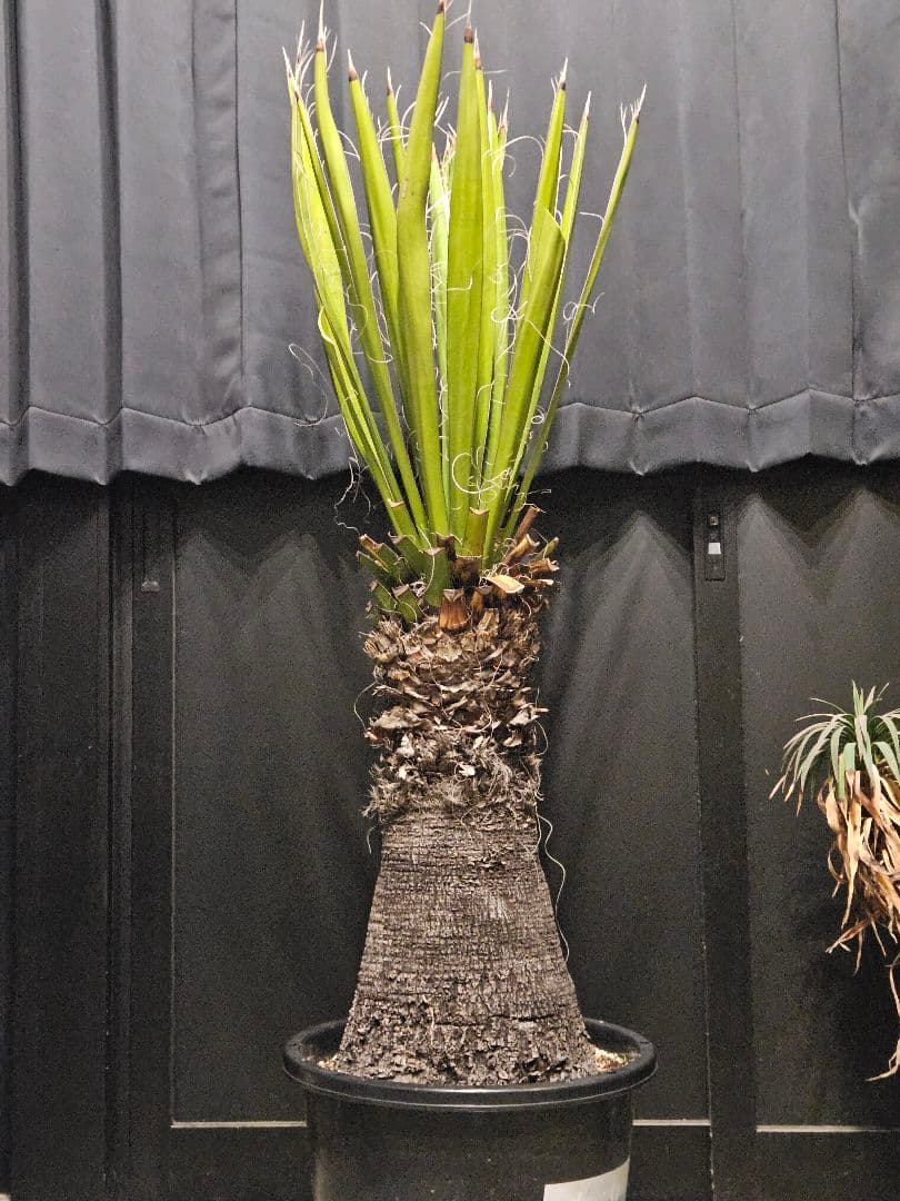 ユッカカルネロサーナ