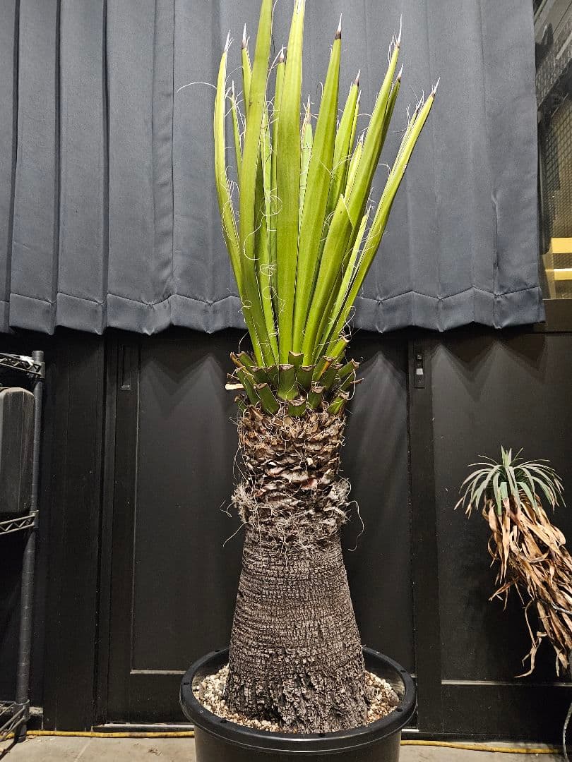 ユッカカルネロサーナ