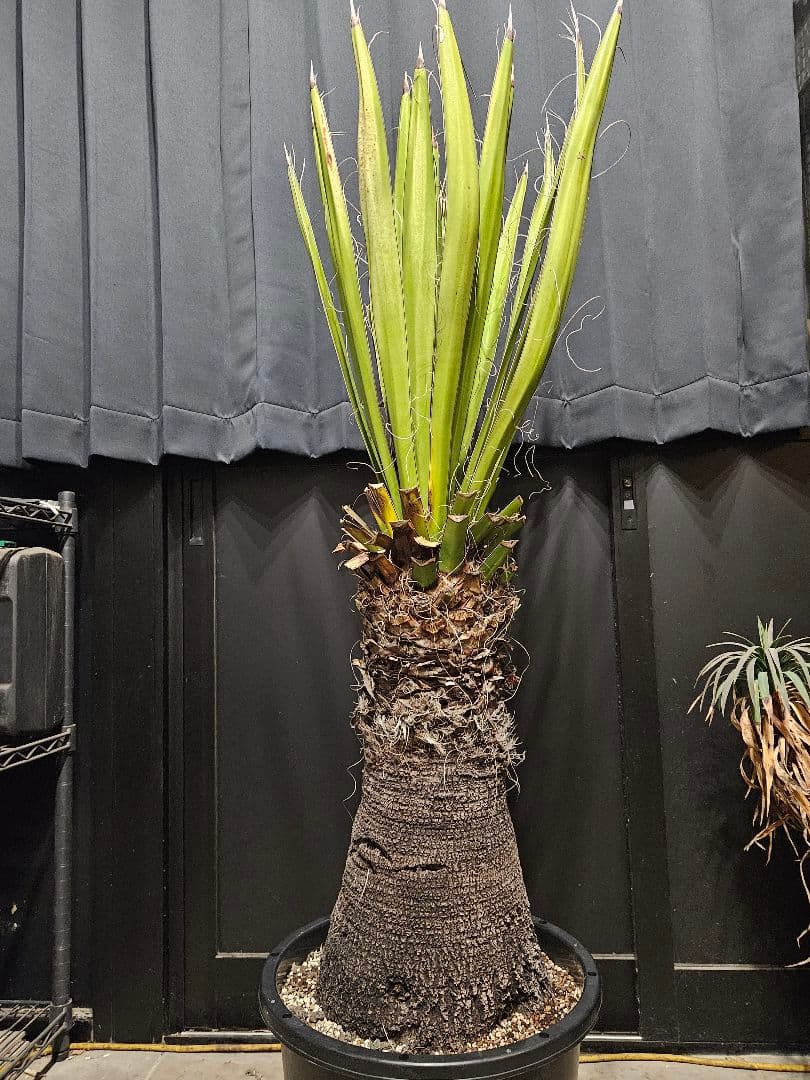 ユッカカルネロサーナ