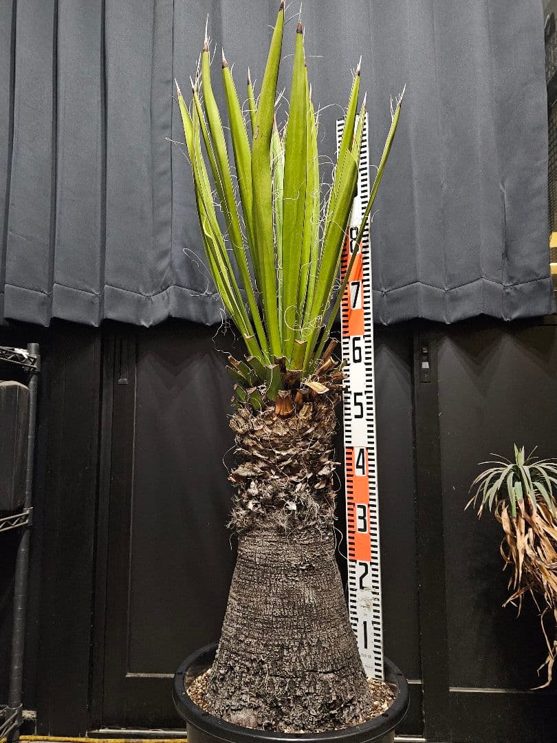 ユッカカルネロサーナ