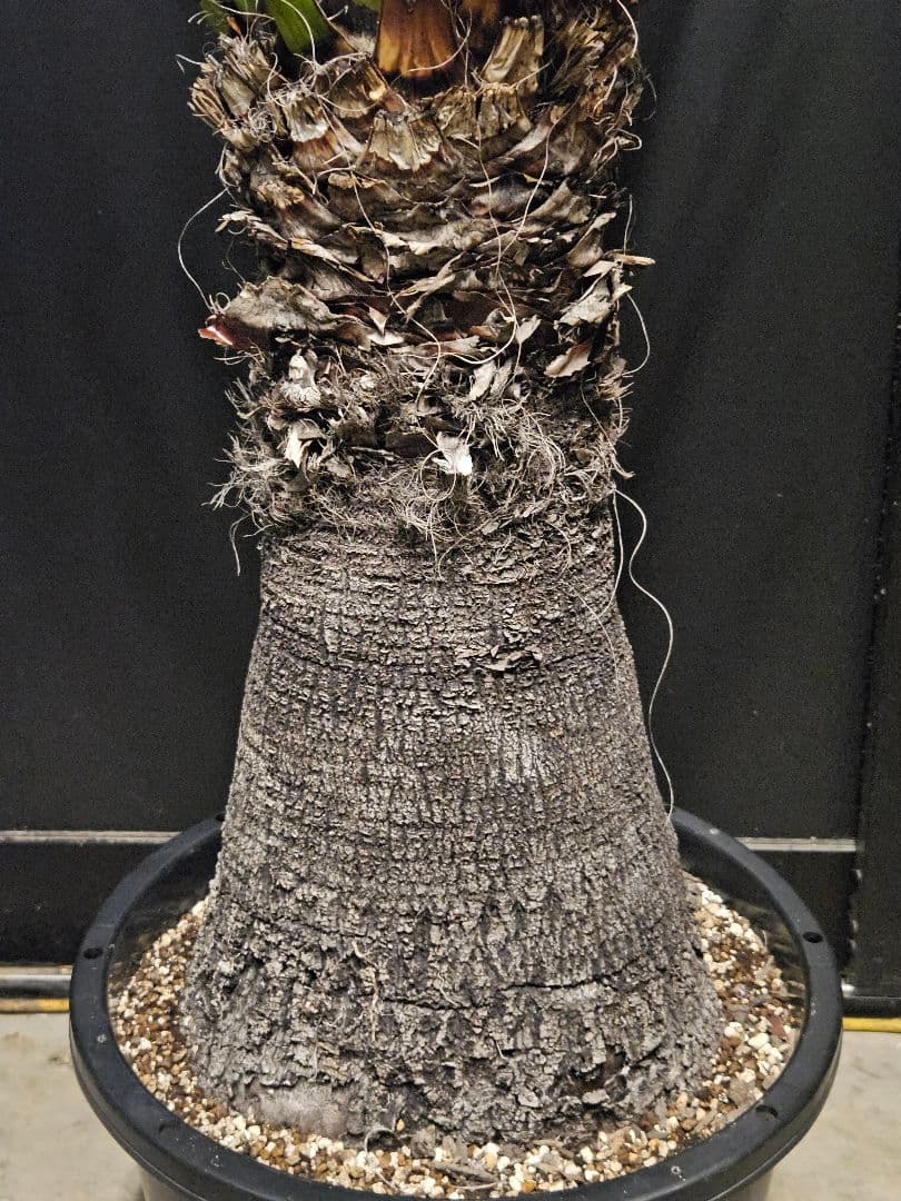 ユッカカルネロサーナ