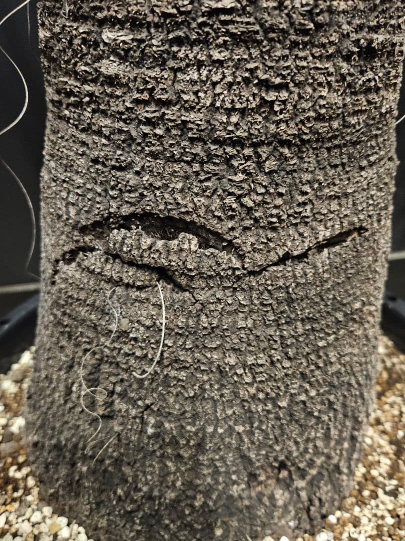 ユッカカルネロサーナ