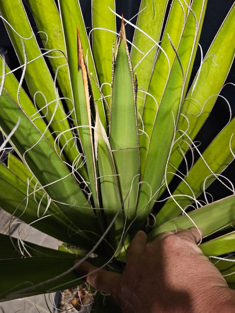 ユッカカルネロサーナ