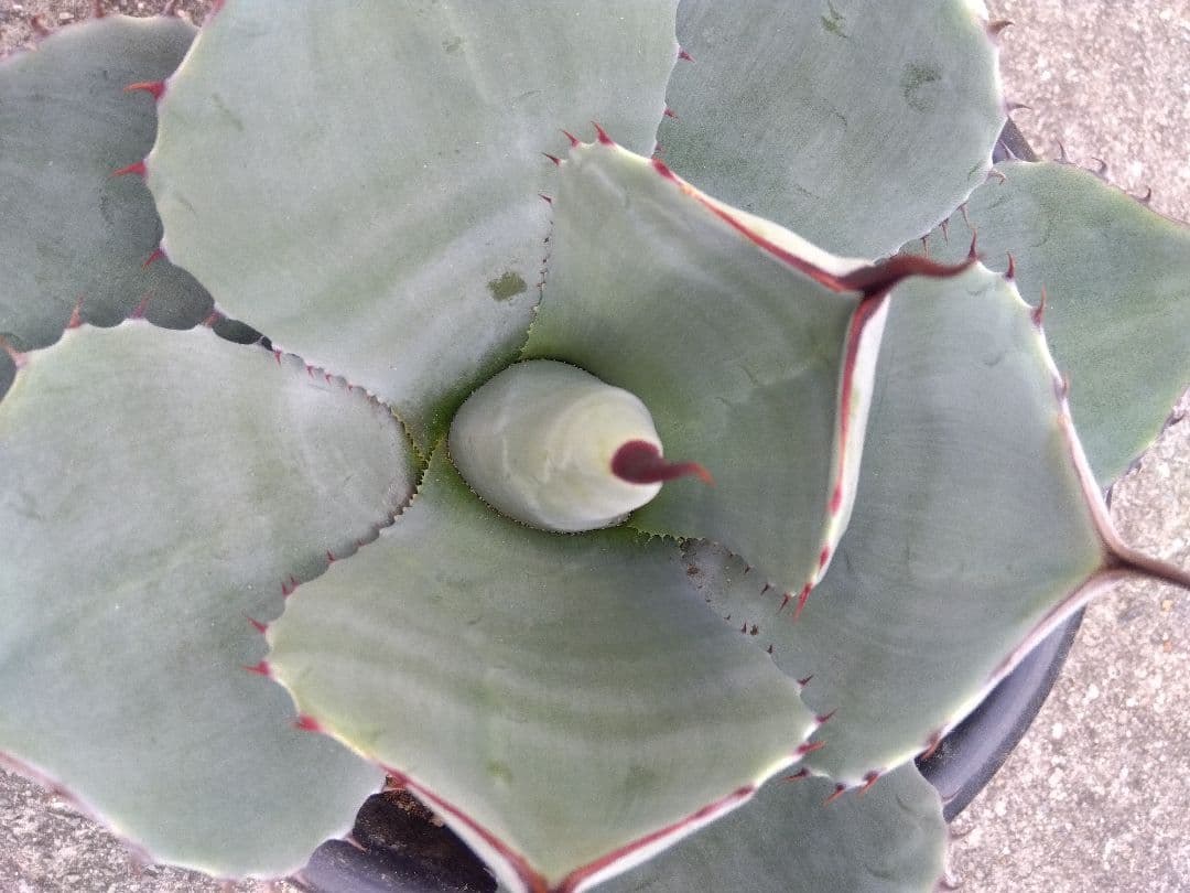 アガベ　トランカータ　丸葉❗22センチ❗　は