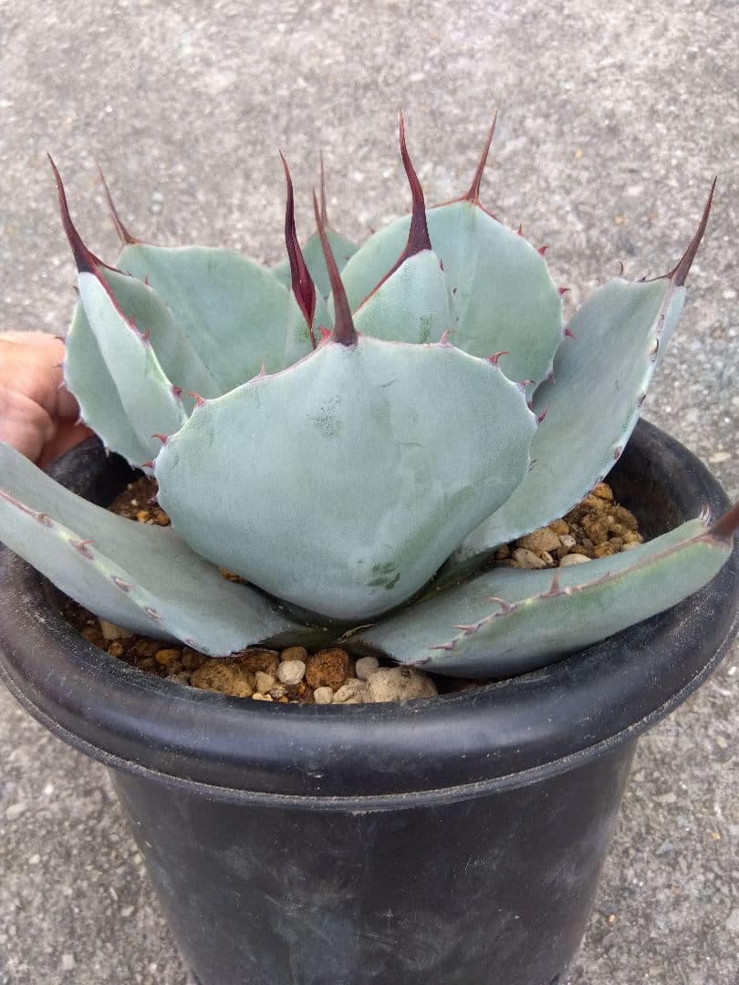 アガベ　トランカータ　丸葉❗22センチ❗　は